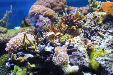 Egzotik sualtı mercan koloni.  