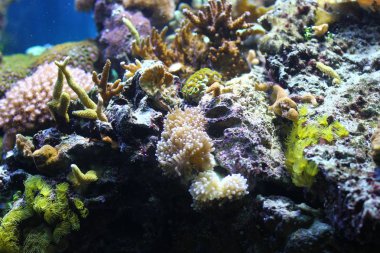 Egzotik sualtı mercan koloni.  