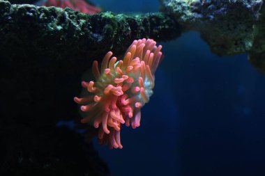 Egzotik sualtı mercan koloni.  