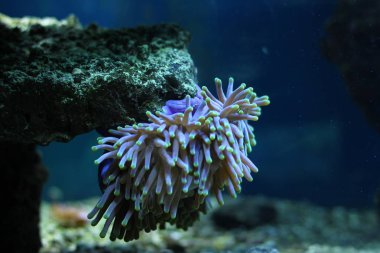 Egzotik sualtı mercan koloni.  