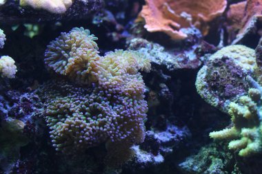 Egzotik sualtı mercan koloni.  