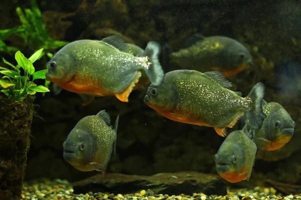 Peixes Aquário Exóticos Tropicais Close — Fotografia de Stock