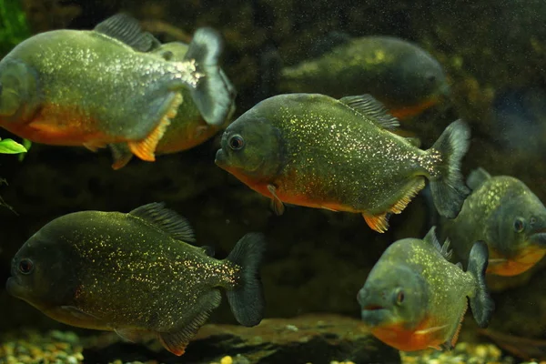 Peixes Aquário Exóticos Tropicais Close — Fotografia de Stock