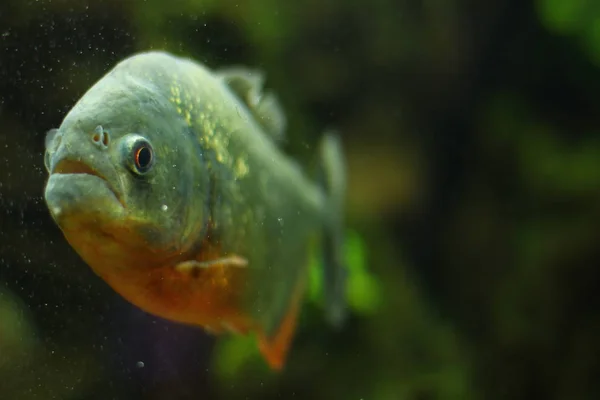 Peixes Aquário Exóticos Tropicais Close — Fotografia de Stock