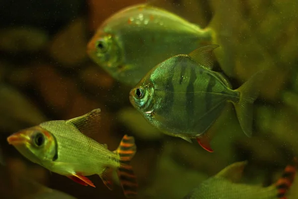 Peixes Aquário Exóticos Tropicais Close — Fotografia de Stock