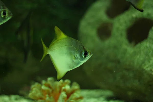 Peixes Aquário Exóticos Tropicais Close — Fotografia de Stock