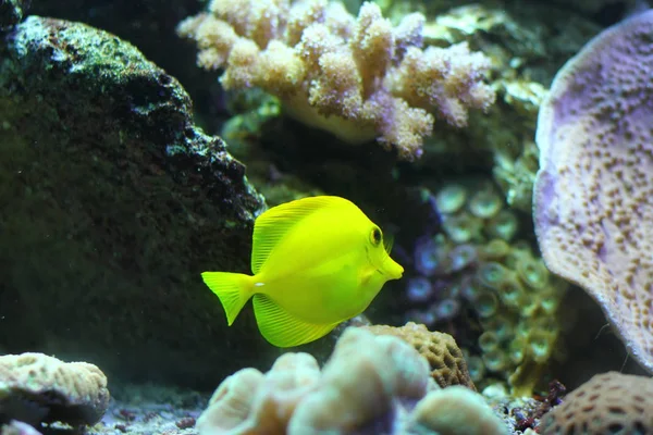 Peixes Aquário Exóticos Tropicais Close — Fotografia de Stock