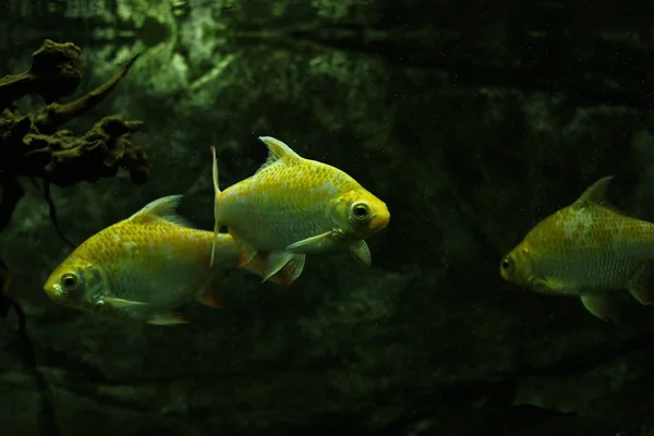 Primo Piano Pesci Esotici Tropicali Dell Acquario — Foto Stock