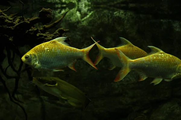 Peixes Aquário Exóticos Tropicais Close — Fotografia de Stock