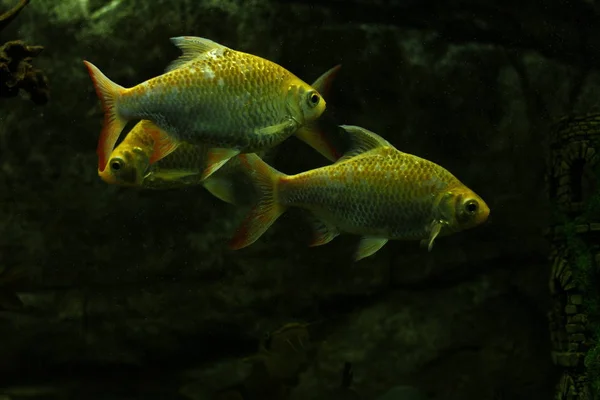 Рыба Экзотический Аквариум — стоковое фото
