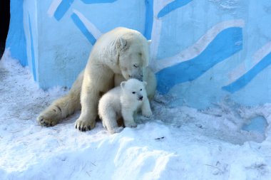 Novosibirsk - 23 Mart: Beyaz kutup ayısı ile küçük yavrularını ailesi. Yeni doğan kutup ayısı yavruları kar üzerinde oynamak. 23 Mart 2019 Novosibirsk Hayvanat Bahçesi, Rusya Federasyonu
