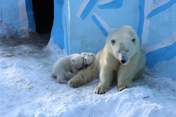 少しカブスとホワイト シロクマのノヴォシビルスク 生まれたばかりのホッキョクグマの小熊は 雪で再生します 2019 ロシアのノボシビルスク動物園 — ストック写真
