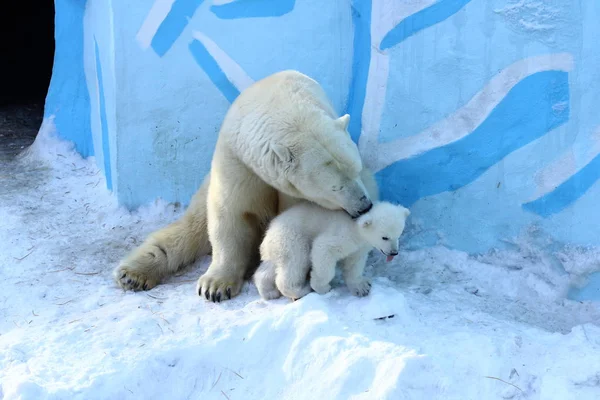 Novosibirsk Marzo Famiglia Orsi Polari Bianchi Con Piccoli Cuccioli Cuccioli — Foto Stock