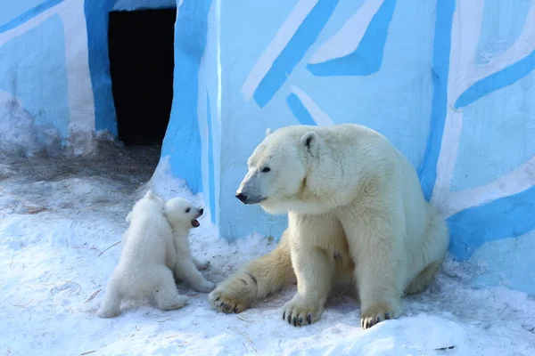 Novosibirsk Marzo Famiglia Orsi Polari Bianchi Con Piccoli Cuccioli Cuccioli — Foto Stock