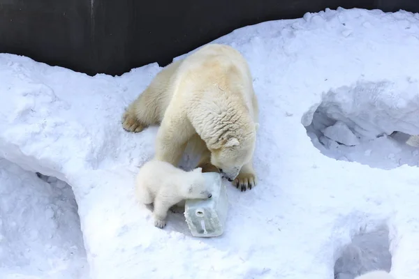 Novosibirsk Março Família Ursos Polares Brancos Com Filhotes Pequenos Filhotes — Fotografia de Stock