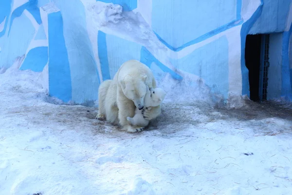 Novosibirsk Marzo Famiglia Orsi Polari Bianchi Con Piccoli Cuccioli Cuccioli — Foto Stock