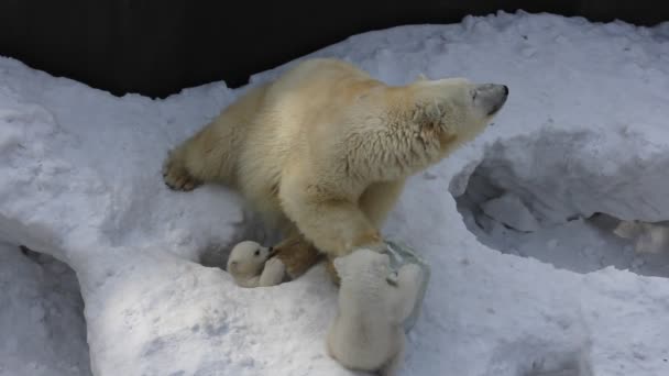 有幼崽的白北极熊家族 新生北极熊幼崽在雪地上玩耍 — 图库视频影像