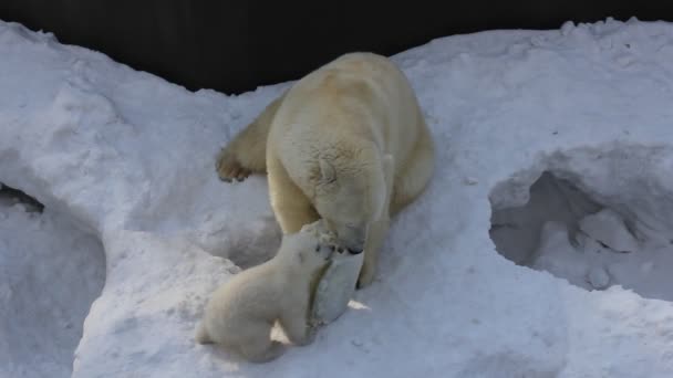 Familia Osos Polares Blancos Con Cachorros Pequeños Recién Nacidos Cachorros — Vídeo de stock