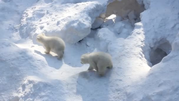 少しカブスとホワイト シロクマの家族 生まれたばかりのホッキョクグマの小熊が雪で遊ぶ — ストック動画