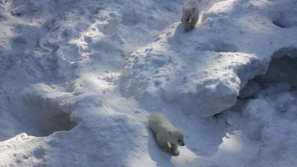 Familia Osos Polares Blancos Con Cachorros Pequeños Recién Nacidos Cachorros — Vídeo de stock