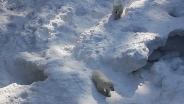 有幼崽的白北极熊家族 新生北极熊幼崽在雪地上玩耍 — 图库视频影像