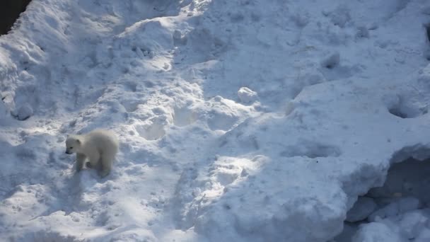 少しカブスとホワイト シロクマの家族 生まれたばかりのホッキョクグマの小熊が雪で遊ぶ — ストック動画