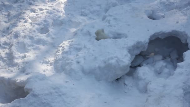 有幼崽的白北极熊家族 新生北极熊幼崽在雪地上玩耍 — 图库视频影像