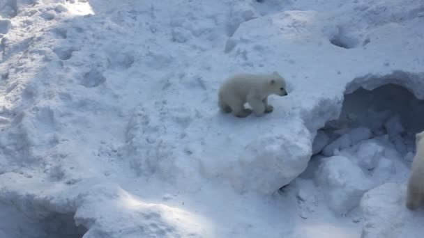Rodzina Biały Polarny Niedźwiedź Małe Szczeniaki Noworodka Niedźwiedzi Polarnych Młode — Wideo stockowe