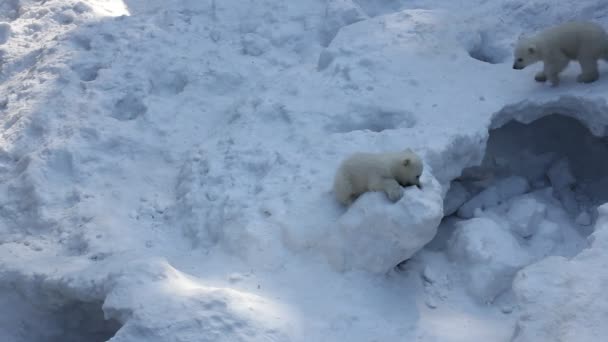 少しカブスとホワイト シロクマの家族 生まれたばかりのホッキョクグマの小熊が雪で遊ぶ — ストック動画
