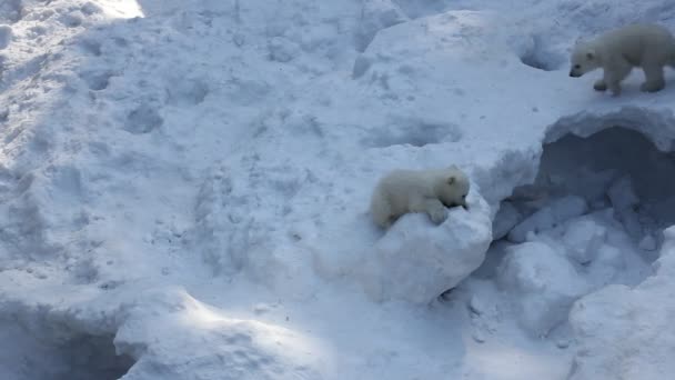 Familia Osos Polares Blancos Con Cachorros Pequeños Recién Nacidos Cachorros — Vídeo de stock