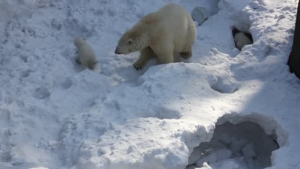 Hvit Isbjørnfamilie Med Små Unger Nyfødte Isbjørnunger Leker Snø – stockvideo