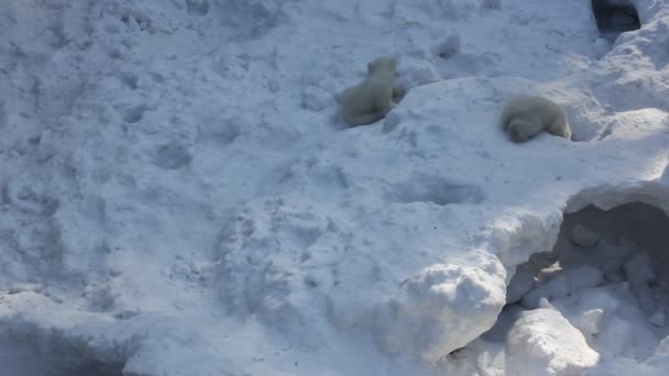 少しカブスとホワイト シロクマの家族 生まれたばかりのホッキョクグマの小熊が雪で遊ぶ — ストック動画