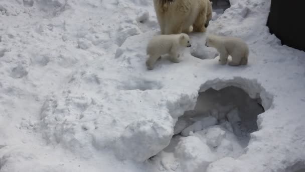 Сім Білого Полярного Ведмедя Маленькими Дитинчатами Новонароджені Білі Ведмеді Грають — стокове відео