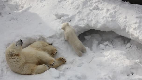 Family of white polar bear with little cubs. Newborn polar bear cubs play on snow. 