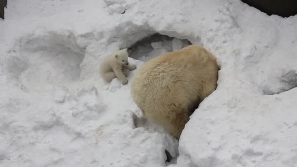 Polar Bear Mãe Brincando Com Gêmeos Filhotes — Vídeo de Stock