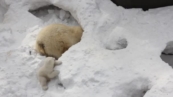 Семья Белого Белого Медведя Маленькими Детенышами Новорожденные Медведи Играют Снегу — стоковое видео