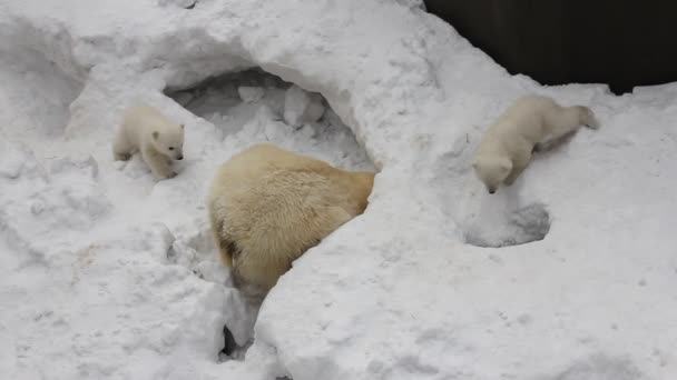 Familia Osos Polares Blancos Con Cachorros Pequeños Recién Nacidos Cachorros — Vídeo de stock