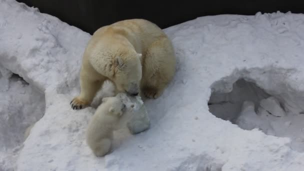 Семья Белого Белого Медведя Маленькими Детенышами Новорожденные Медведи Играют Снегу — стоковое видео