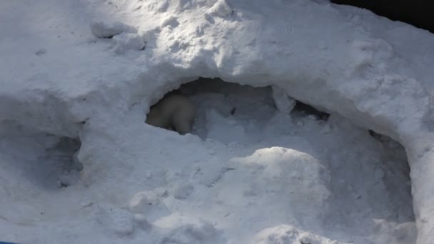 A kis kölykök fehér jegesmedve család. Újszülött jegesmedve kölykök játszani a hóban. 