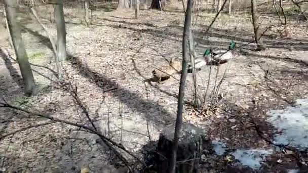 Ducks Travel Spring Forest — Stock Video