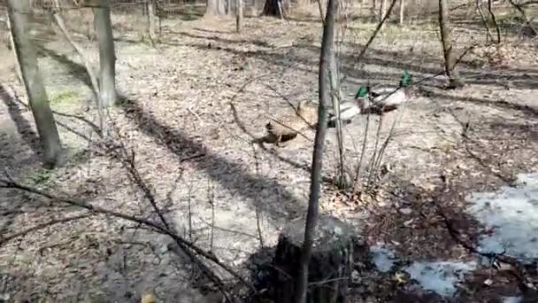 Enten Sind Frühlingswald Unterwegs — Stockvideo