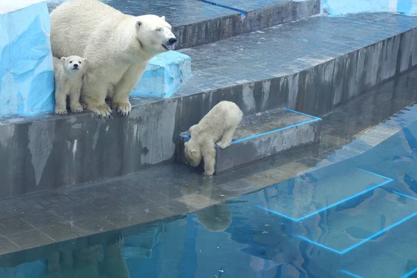 ノボシビルスク 4月20日 小さなカブスを持つ白いホッキョクグマの家族 新生児のホッキョクグマのカブスは動物園で遊びます 2019年4月20日 ノボシビルスク動物園 ロシア — ストック写真