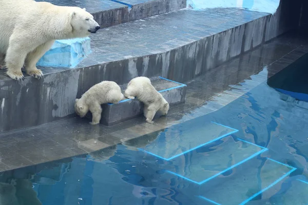 Novosibirsk Abr Familia Oso Polar Blanco Con Cachorros Pequeños Los — Foto de Stock