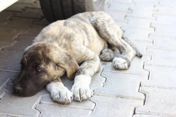 Sad puppy dog lies waits for the owner.