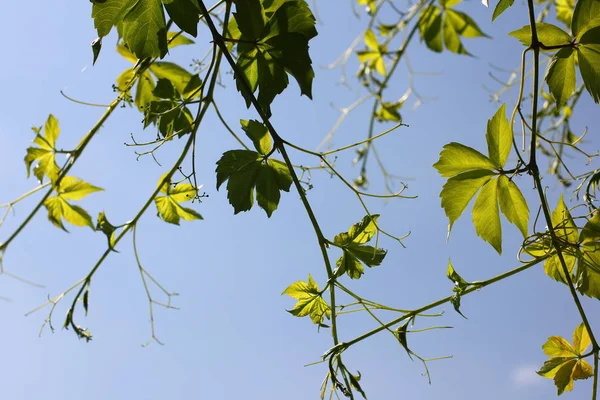 Paisagem Verão Com Papoilas Campo Azul Céu — Fotografia de Stock