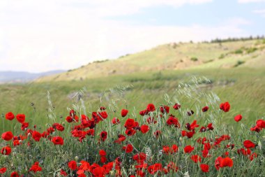 Alanda Poppies ve gökyüzü mavi yaz manzara.