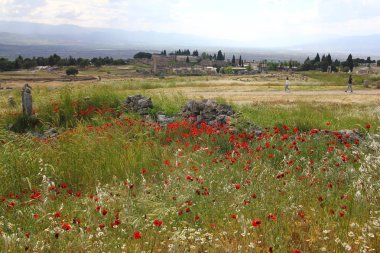 Alanda Poppies ve gökyüzü mavi yaz manzara.