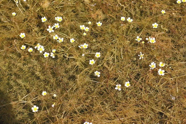 抽象的な背景 汚れた池 海藻の開花 白い花 — ストック写真