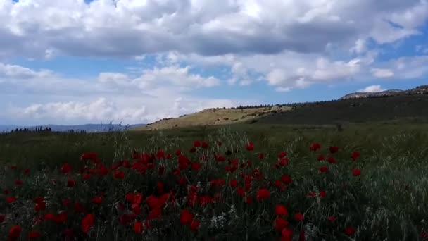 Denizli Törökország May 2019 Tömeg Turisták Gyaloglás Fürdés Fehér Travertin — Stock videók