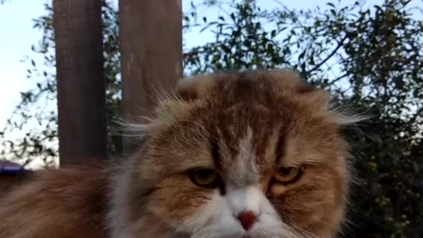 Scottish Fold Cat Close Outdoor Portrait — Stock Video